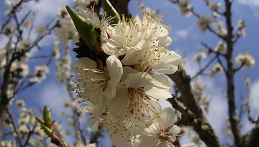 Westcot apricot trees bear white flowers. Westcot apricot trees bear white flowers.