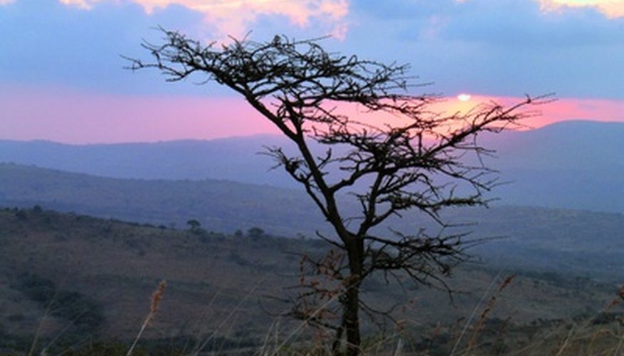 African savanna plantlife African savanna plantlife