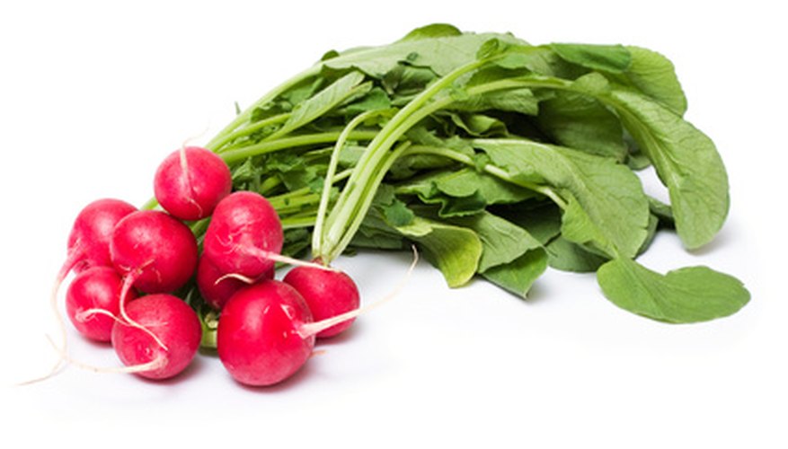 Radishes are susceptible to black root rot disease. Radishes are susceptible to black root rot disease.