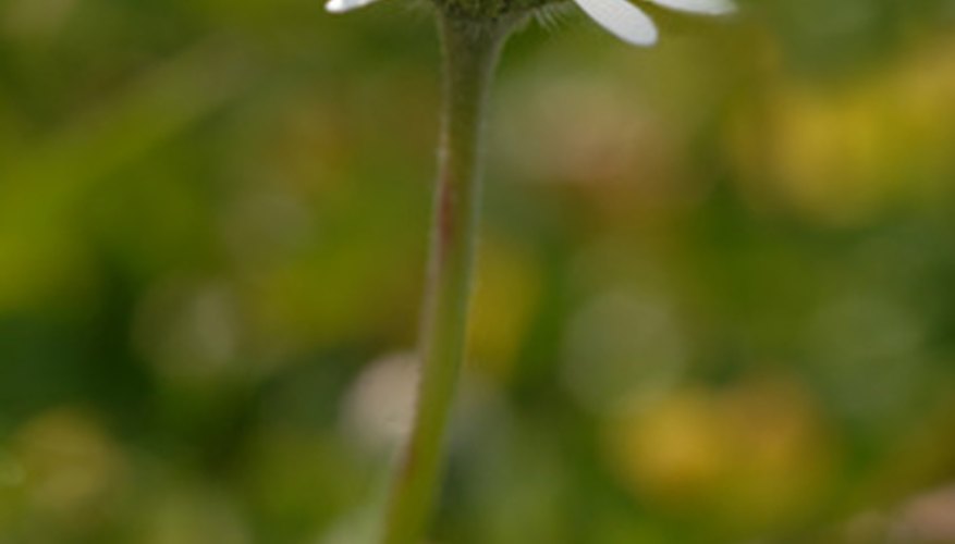 The stem widens out just beneath the flower: the receptacle. The stem widens out just beneath the flower: the receptacle.