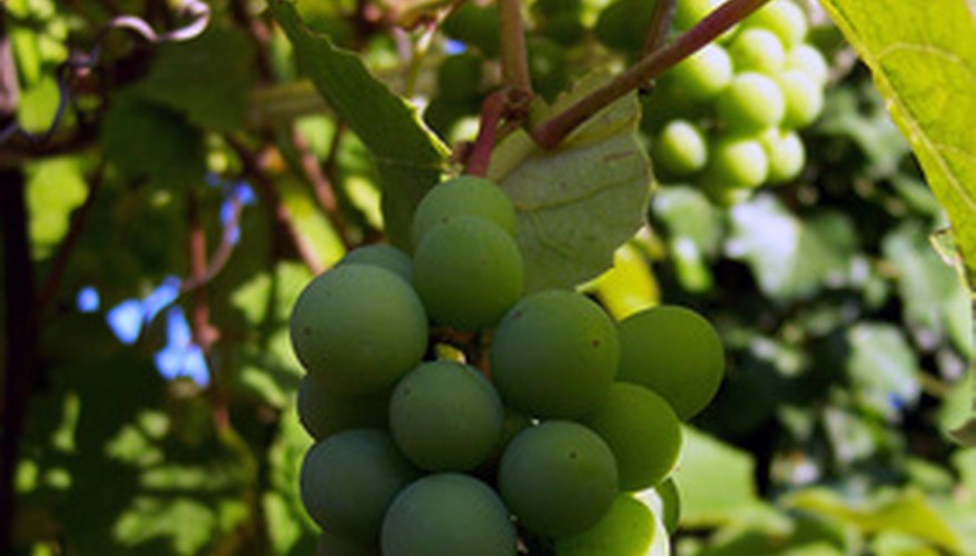 Vines perform functions that many other plants cannot. Vines perform functions that many other plants cannot.