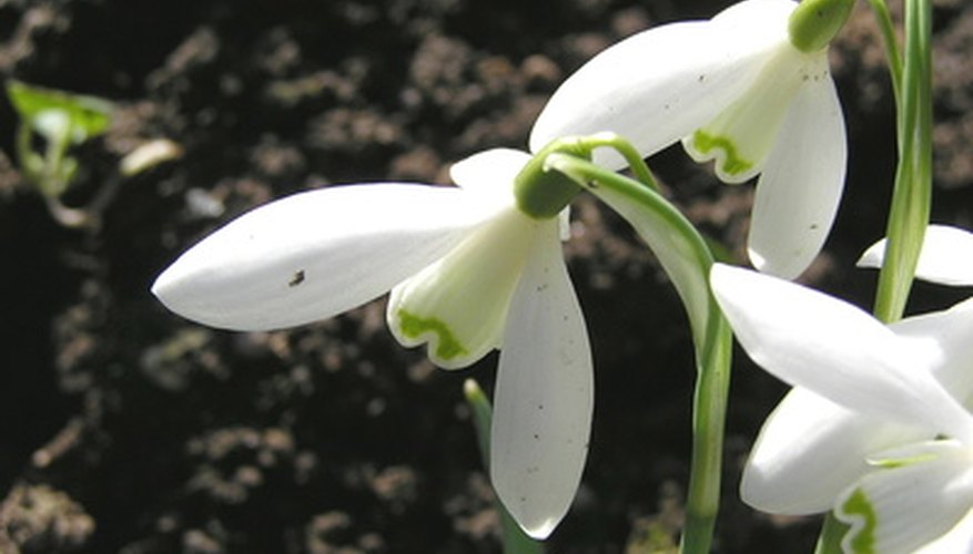 Snowdrops Snowdrops