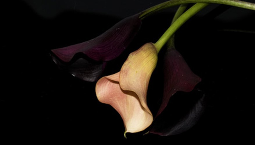 Burgundy and pink calla lilies Burgundy and pink calla lilies