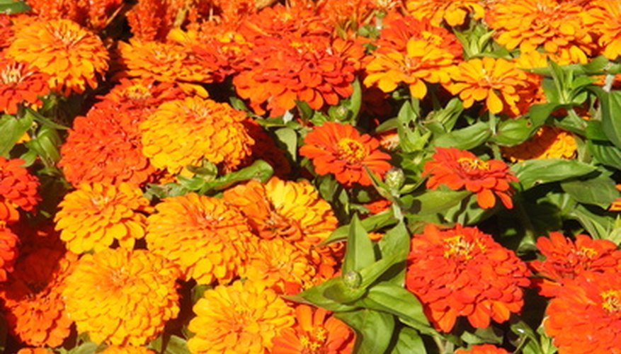 Schultz Insect Spray for Plants is derived from chrysanthemums. Schultz Insect Spray for Plants is derived from chrysanthemums.