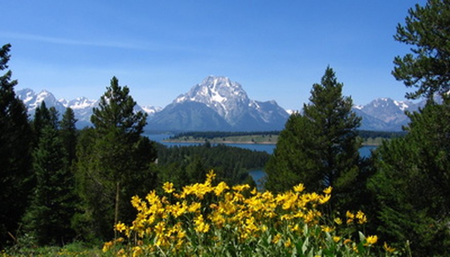 Wildflowers in a mountain valley Wildflowers in a mountain valley