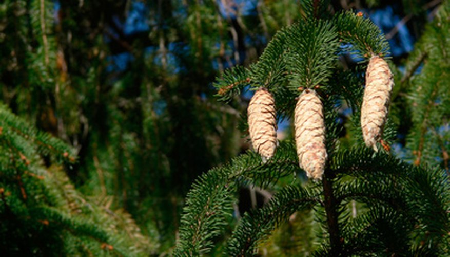 Pitch pine tree (Pinus rigida) Pitch pine tree (Pinus rigida)