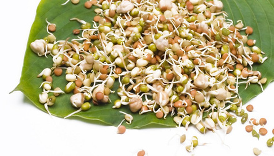 Seeds sprout, ready to become new plants. Seeds sprout, ready to become new plants.