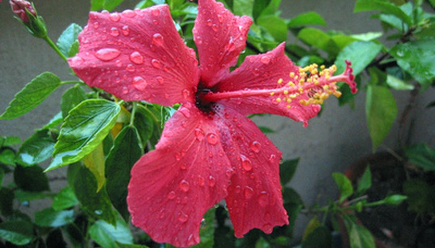 Hibiscus. Hibiscus.