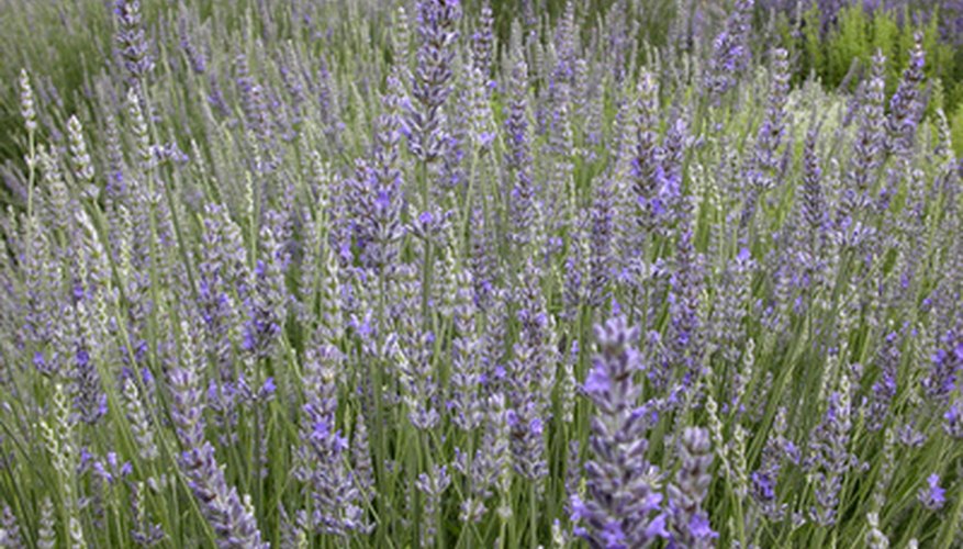 Lavender is well-known by its spikes of purple flowers and pleasant scent. Lavender is well-known by its spikes of purple flowers and pleasant scent.