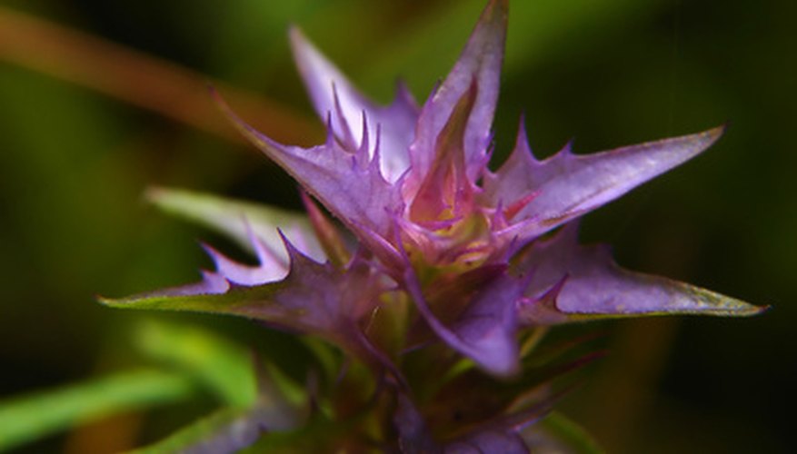 The thistle sage blossom is beautiful. The thistle sage blossom is beautiful.