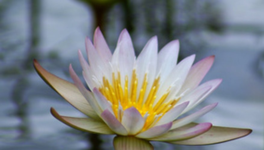 Waterlily flowers held above the water's surface. Waterlily flowers held above the water's surface.