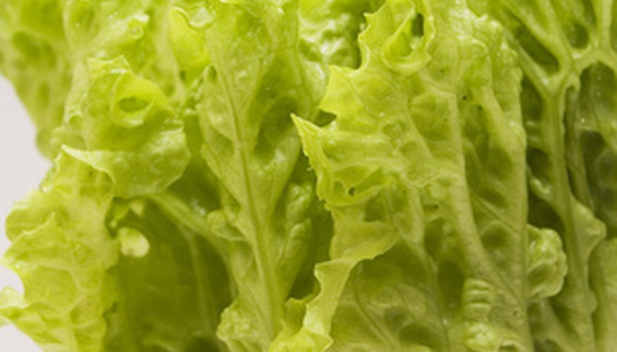 Lettuce is a leafy annual. Lettuce is a leafy annual.
