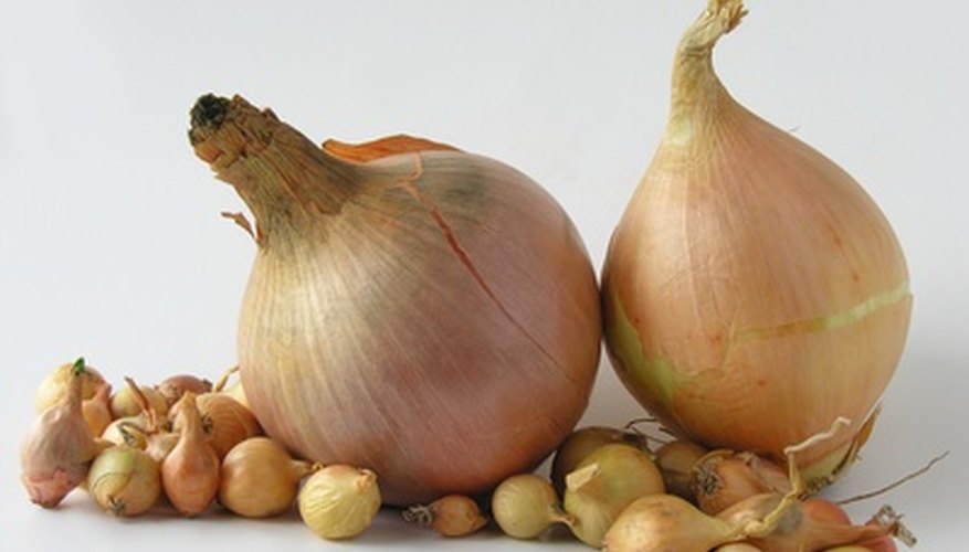 Mature onions and onion sets. Mature onions and onion sets.