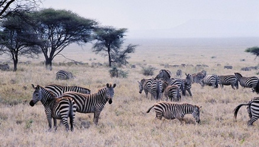 Zebras under an acacia tree Zebras under an acacia tree