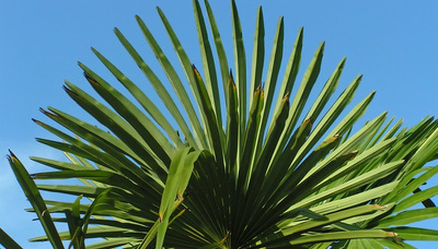 Use palm fronds to decorate around your home. Use palm fronds to decorate around your home.