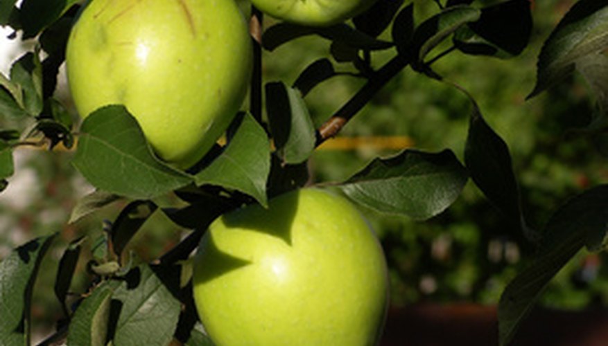 Centuries ago, completely different apple varieties filled orchards. Centuries ago, completely different apple varieties filled orchards.