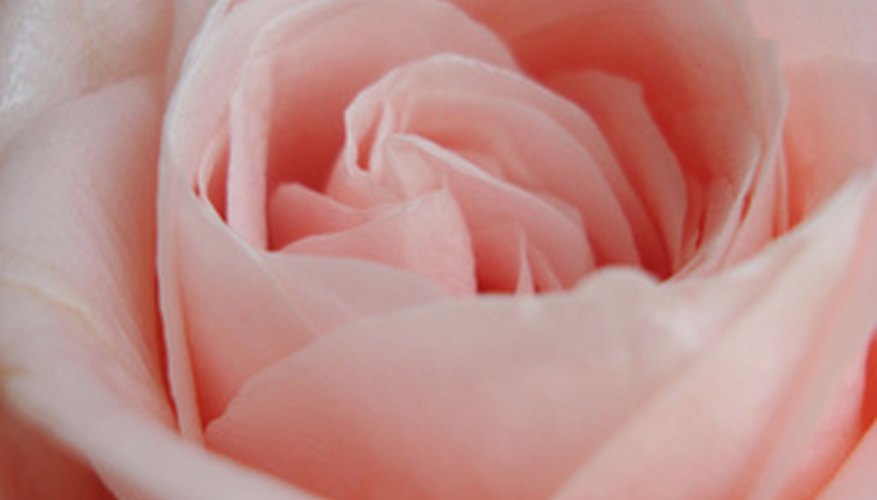 A vine is sweet, but a sweet-smelling vine is sweeter. A vine is sweet, but a sweet-smelling vine is sweeter.