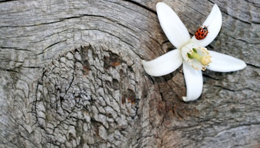 Orange blossom Orange blossom
