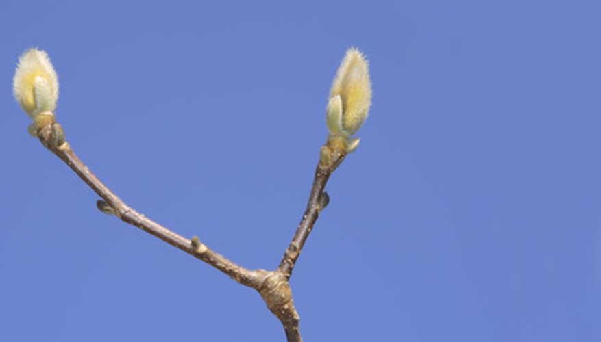 Buds welcome spring. Buds welcome spring.
