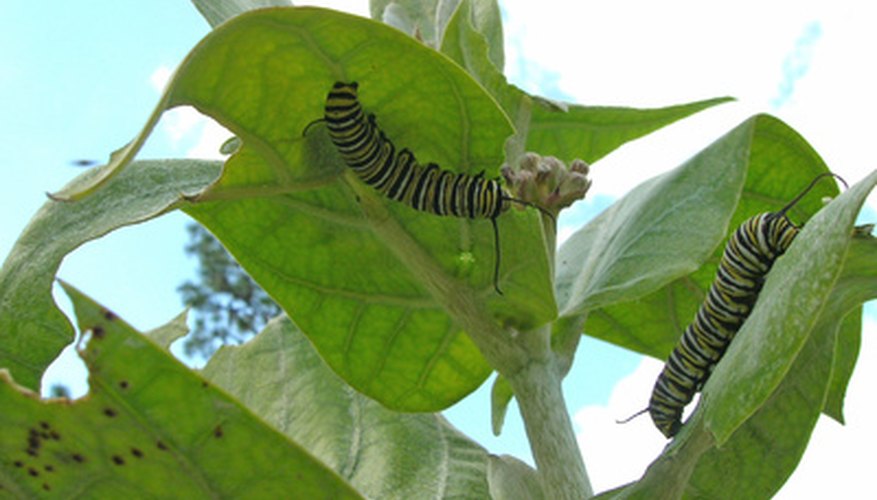 Butterfly gardeners should avoid pesticides, because they are lethal to caterpillars like these monarchs. Butterfly gardeners should avoid pesticides, because they are lethal to caterpillars like these monarchs.