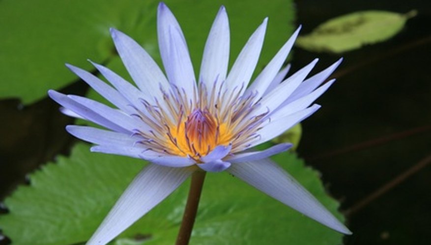 Killing out lotus plants from a pond can take several weeks of work. Killing out lotus plants from a pond can take several weeks of work.