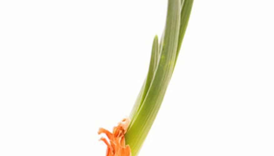 Sprouting onion with green shoots. Sprouting onion with green shoots.