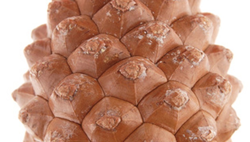 Singleleaf pinyon (Pinus monophylla) pine cone Singleleaf pinyon (Pinus monophylla) pine cone