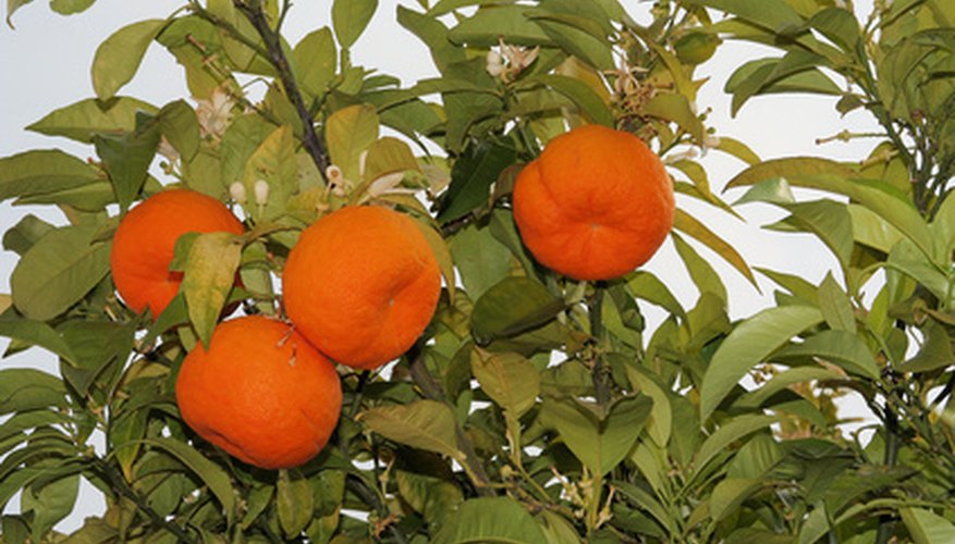 Citrus trees grow well throughout Florida. Citrus trees grow well throughout Florida.