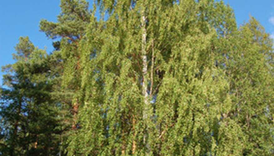 The birch tree often suffers from sterile conk trunk rot fungus. The birch tree often suffers from sterile conk trunk rot fungus.