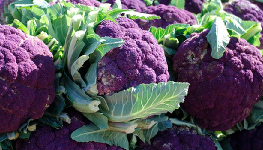 Why not grow purple cauliflower during the fall and winter in Florida? Why not grow purple cauliflower during the fall and winter in Florida?