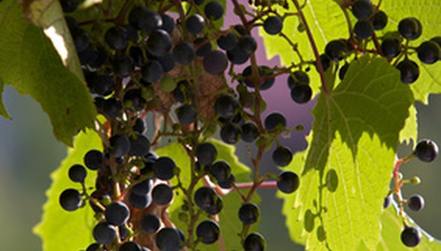 How to Grow Muscadine Grapes | Garden Guides