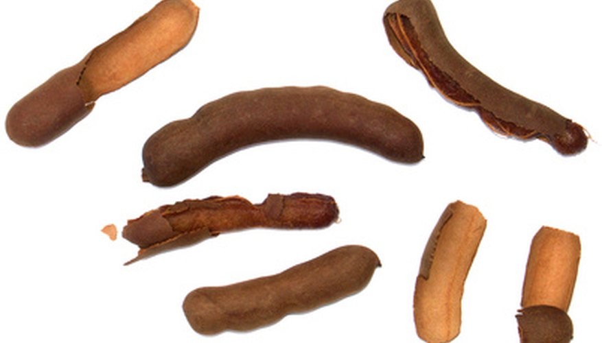 The honey locust fruit can be found inside the seed pods. The honey locust fruit can be found inside the seed pods.