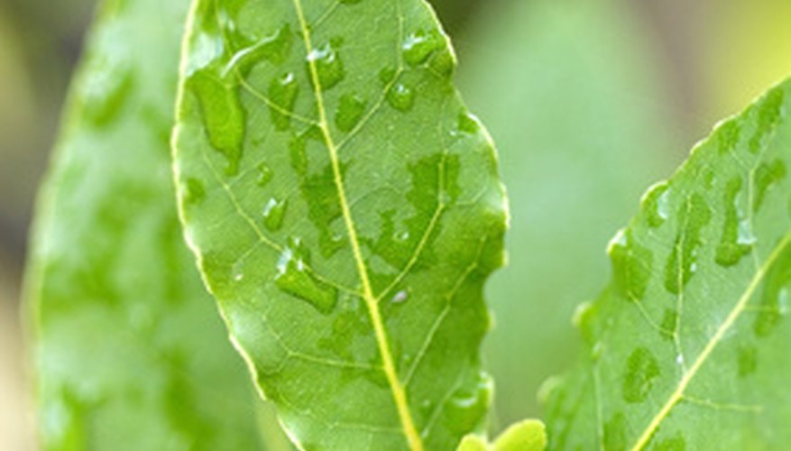 trees-that-keep-their-leaves-in-winter-garden-guides