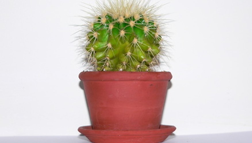 Repot cacti when the plant outgrows its container. Repot cacti when the plant outgrows its container.