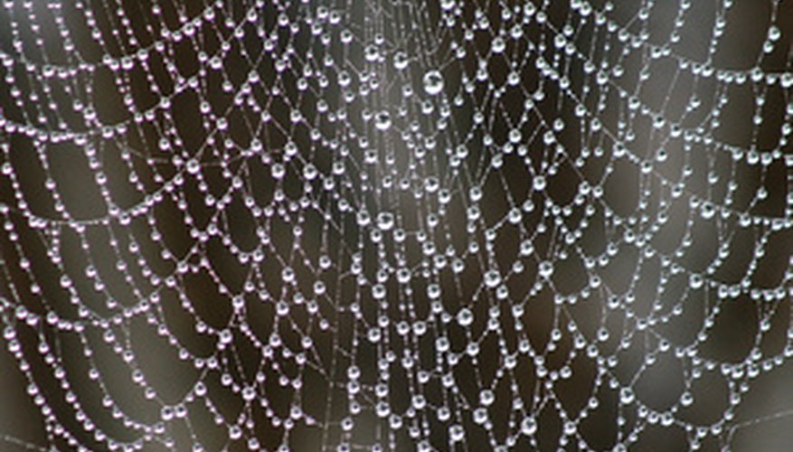 The sticky sap can be pulled and looks like a spider web. The sticky sap can be pulled and looks like a spider web.