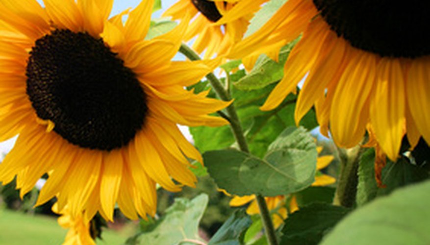 Majestic sunflowers Majestic sunflowers