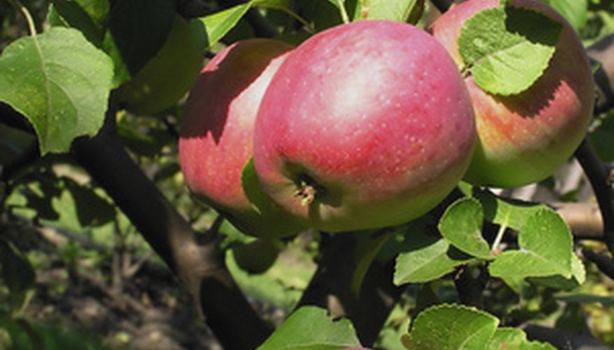 Kinds Of Apple Trees That Grow Well In East Tennessee Garden Guides