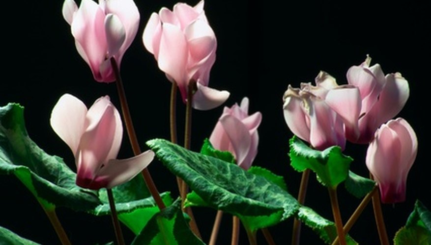 Plant cyclamen bulbs in spring for a late-summer bloom. Plant cyclamen bulbs in spring for a late-summer bloom.