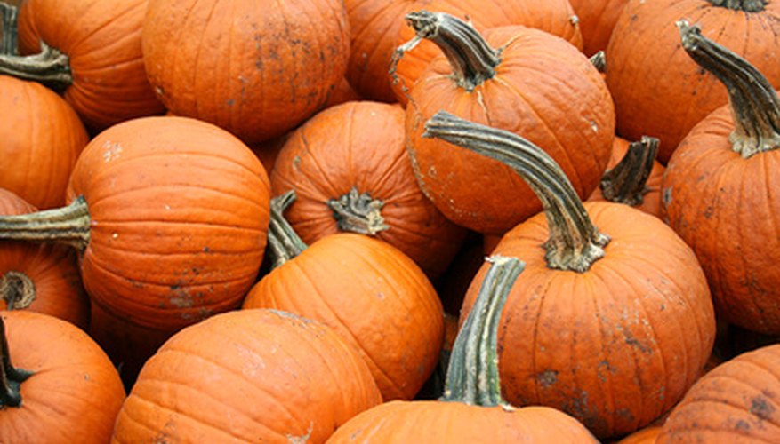 How to care for pumpkin plants information