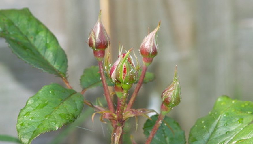 Pests like aphids can quickly destroy a rose bush. Pests like aphids can quickly destroy a rose bush.