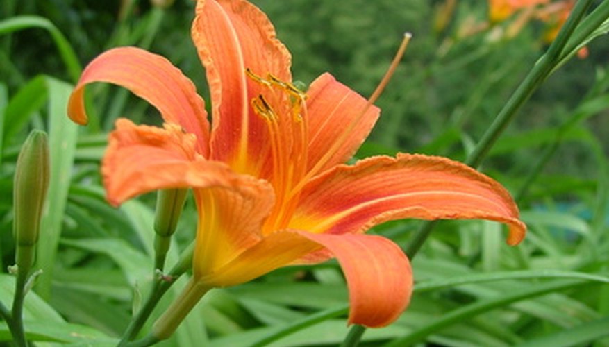 Wild Daylily Wild Daylily