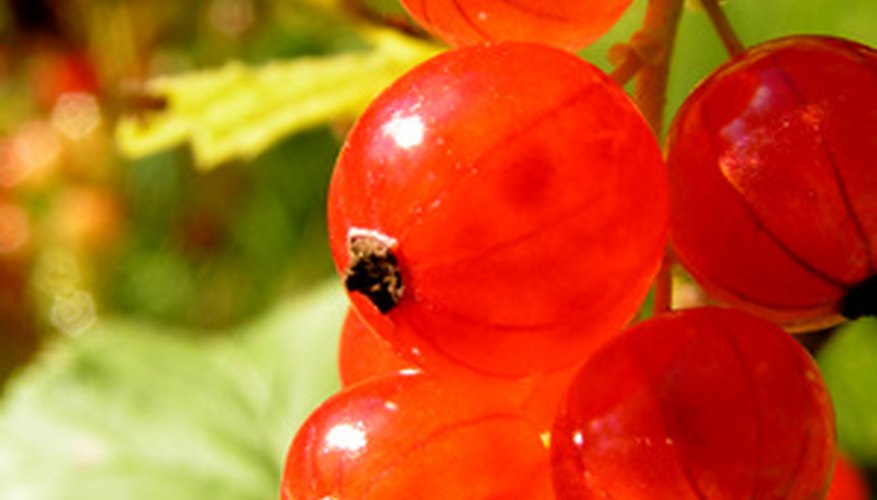 Tiny red currants are packed with flavor and nutrition. Tiny red currants are packed with flavor and nutrition.
