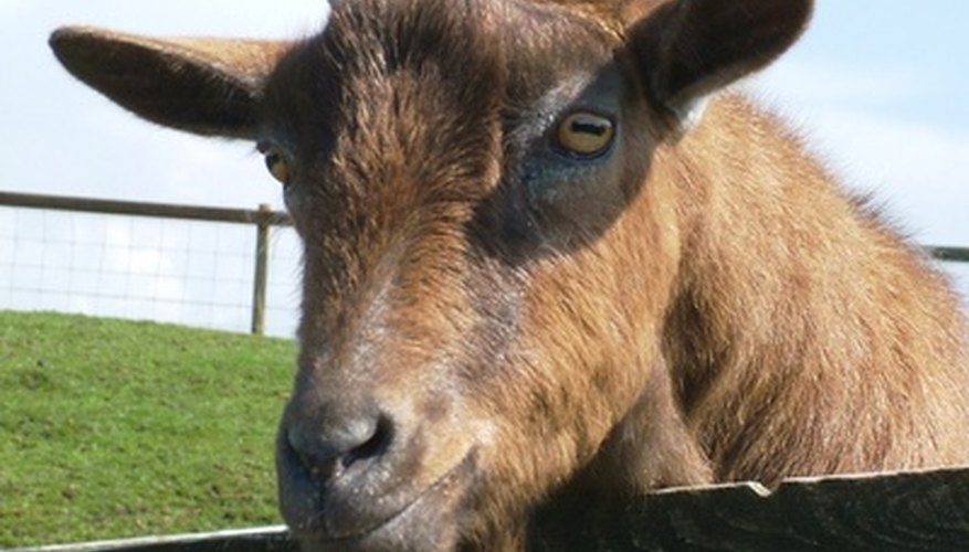 Goat manure is rich in organic matter. Goat manure is rich in organic matter.