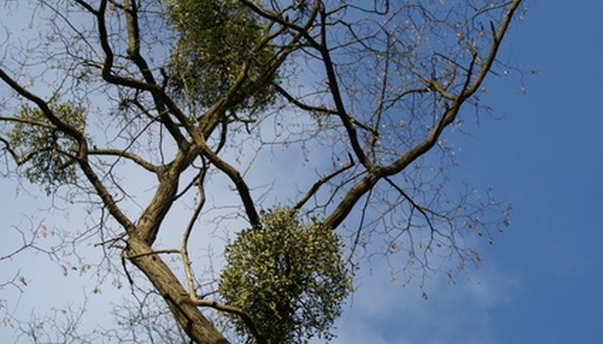 Mistletoe infesting a tree. Mistletoe infesting a tree.