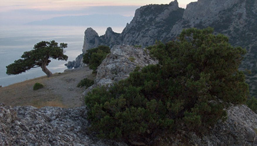 Junipers grow in nearly every type of soil. Junipers grow in nearly every type of soil.