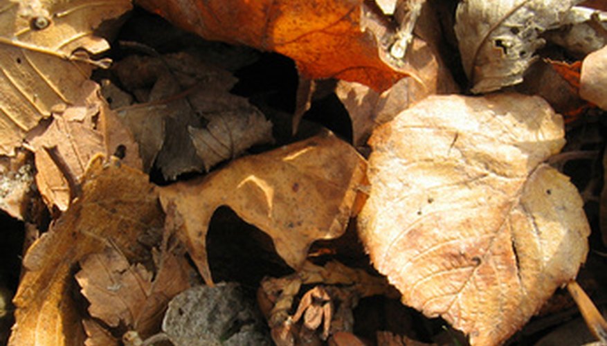 Dry leaves decompose faster in a Biostack composter. Dry leaves decompose faster in a Biostack composter.