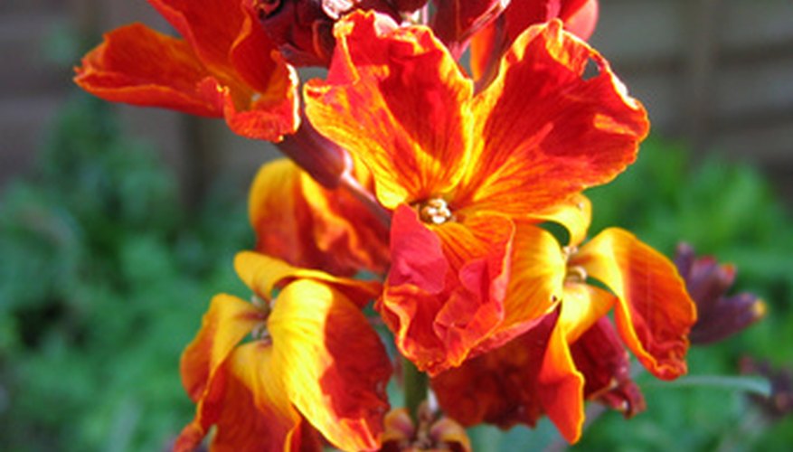 This wallflower bears fiery orange-red blossoms. This wallflower bears fiery orange-red blossoms.