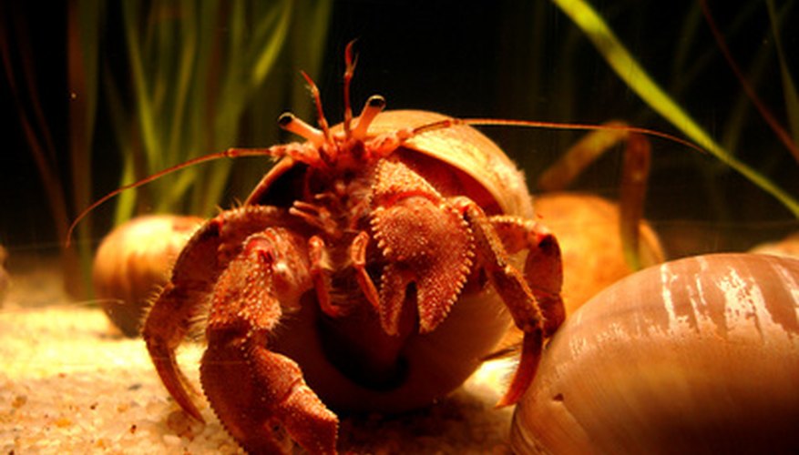 Marine hermit crabs spend their entire lives underwater. Marine hermit crabs spend their entire lives underwater.