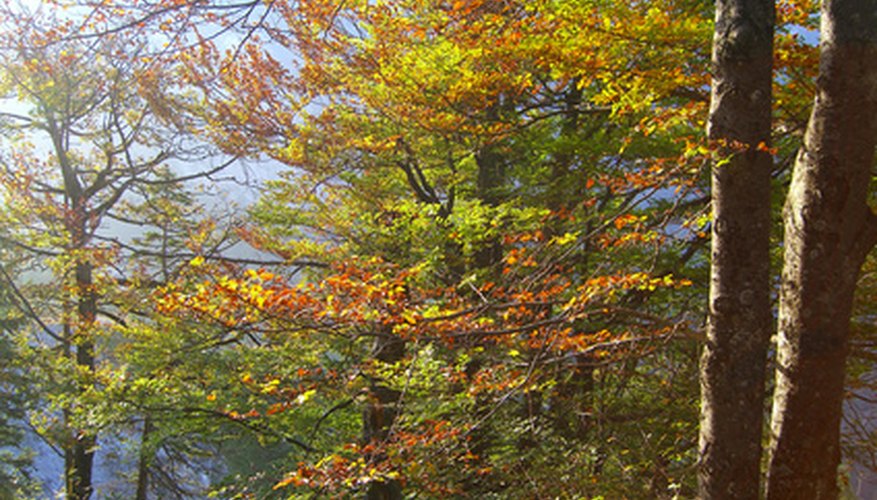 Reducing stress prevents common beech tree diseases. Reducing stress prevents common beech tree diseases.