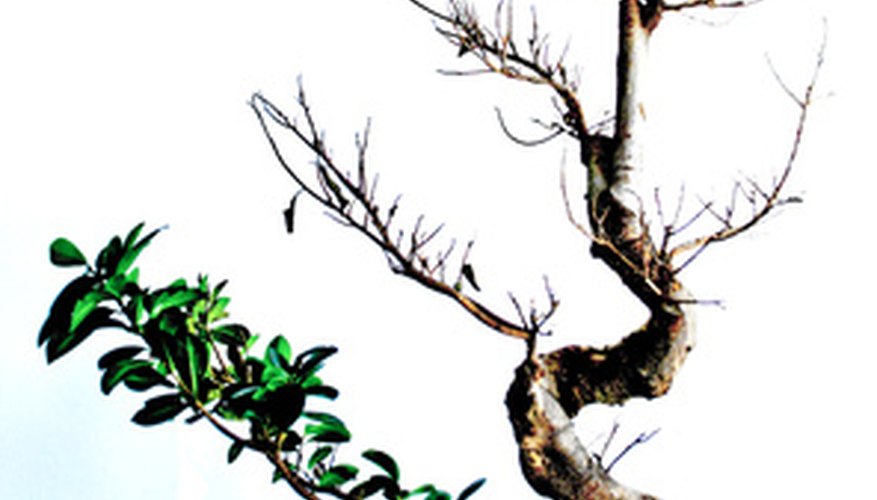Bonsai trees may be created from dwarf ornamental trees, shrubs or scrubby evergreens. Bonsai trees may be created from dwarf ornamental trees, shrubs or scrubby evergreens.